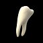 tooth
