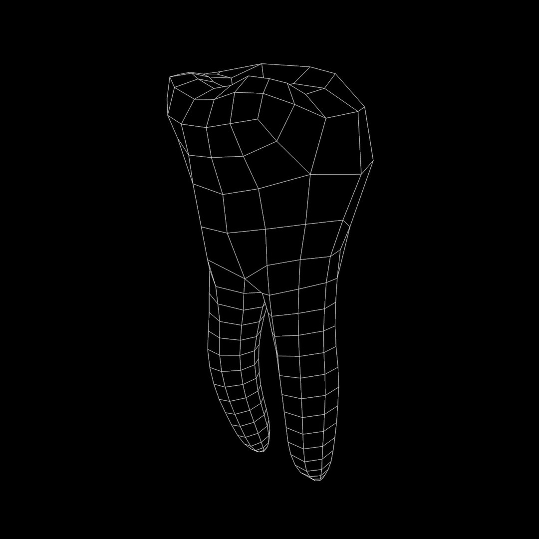 molar tooth 3D model https://p.turbosquid.com/ts-thumb/Qp/gGm998/nwyRnYhq/6/jpg/1498292804/1920x1080/fit_q87/7eb6b19c13b0aa84e37af4b5b7f6c852e5f216a7/6.jpg