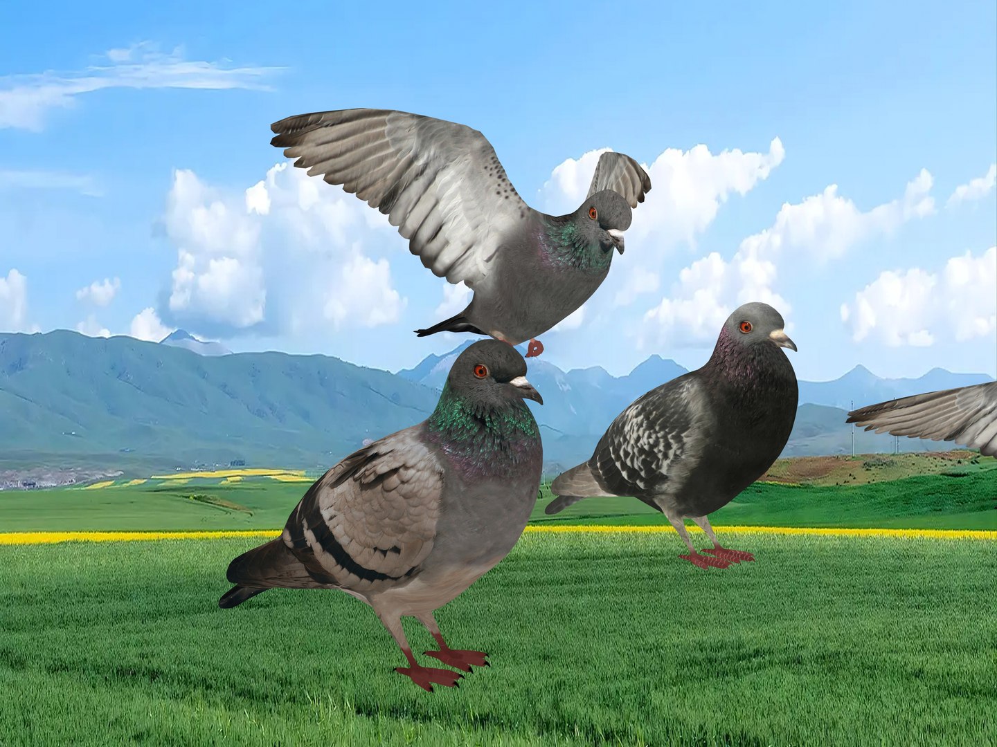 Pigeon 3D Model - TurboSquid 2089755