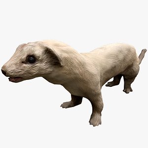 Weasel Ermine 3D model