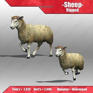 Sheep