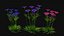 Flowers R10
