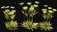 Flowers R10