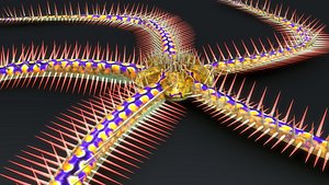 Ophiothrix