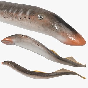 3D Lamprey Fish Swim Against Current Animated Rigged For Maya model