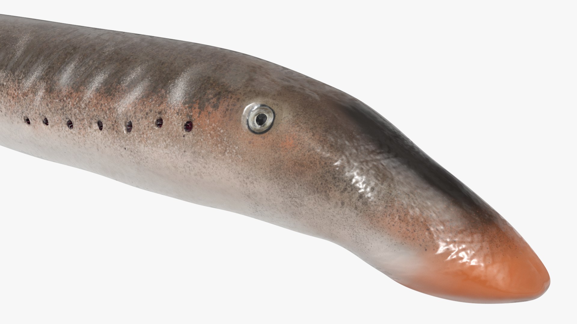 3D Lamprey Fish Swim Against Current Animated Rigged For Maya model https://p.turbosquid.com/ts-thumb/Qq/atY3PN/il/lamprey_fish_swim_against_current_animated_rigged_for_maya_005/jpg/1783983918/1920x1080/fit_q87/917a2cf8172893224b3a336670770432f676de40/lamprey_fish_swim_against_current_animated_rigged_for_maya_005.jpg
