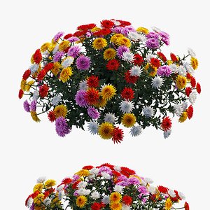 Chrysanthemum flower Plant set 09