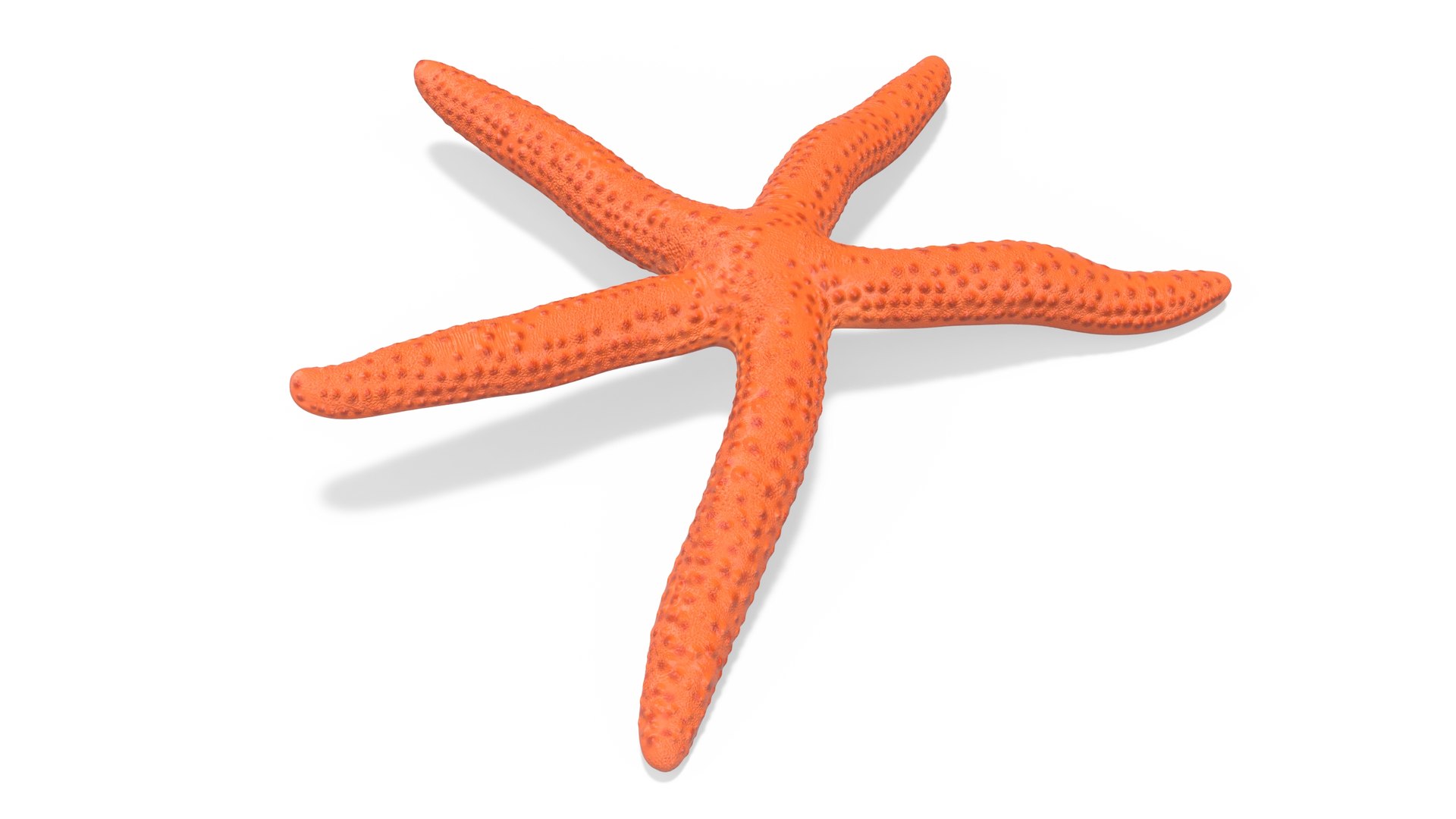 3D Red Starfish Lying Pose https://p.turbosquid.com/ts-thumb/Qq/jB3Ism/1x/redstarfishlyingposevray3dmodel005/jpg/1714593555/1920x1080/fit_q87/6af090d23fdbc0f2e22ebd367c648f6c3f642cb7/redstarfishlyingposevray3dmodel005.jpg
