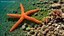 Red Starfish Lying Pose