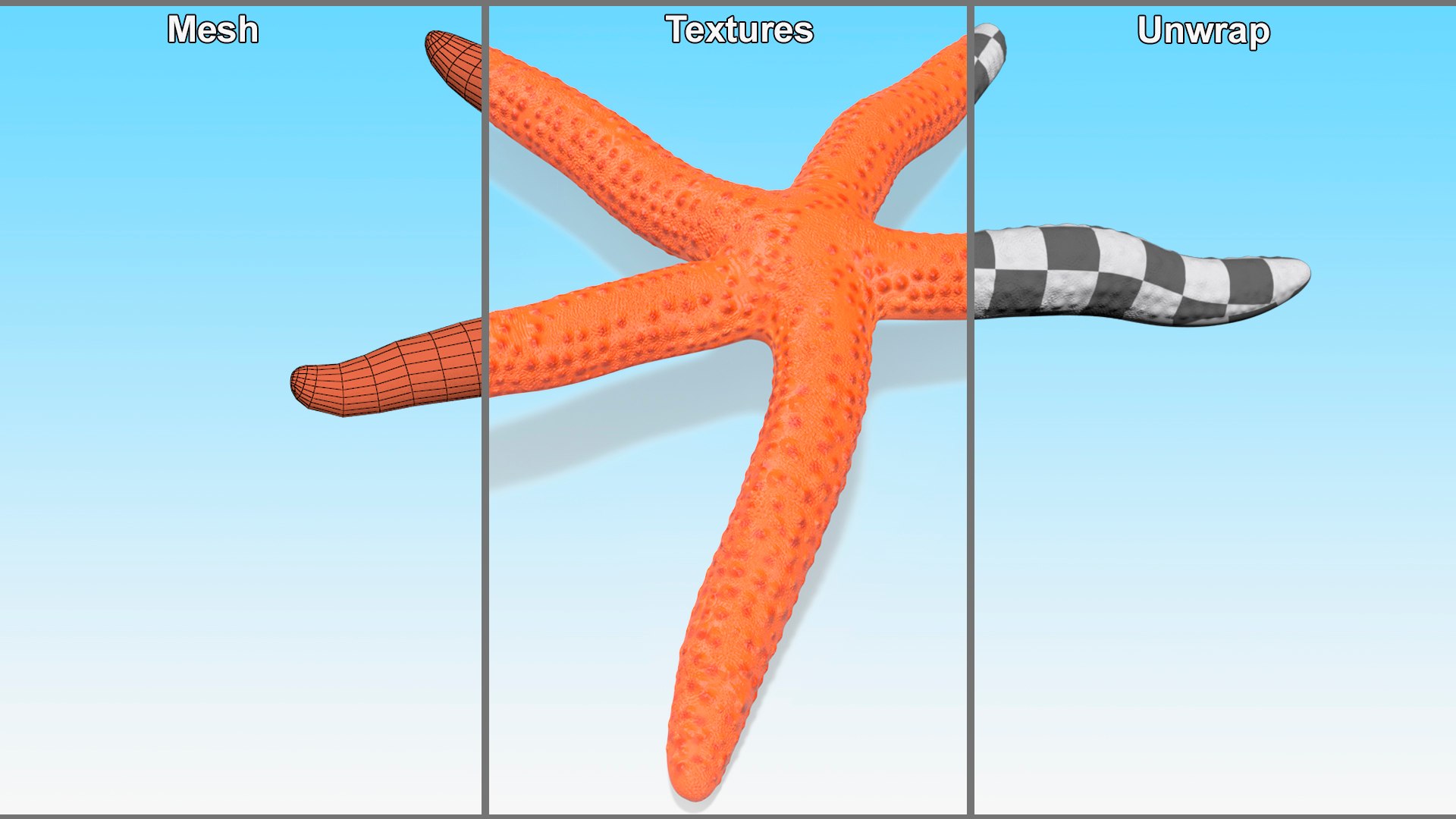 3D Red Starfish Lying Pose https://p.turbosquid.com/ts-thumb/Qq/jB3Ism/Tc/redstarfishlyingposevray3dmodel008/jpg/1714593564/1920x1080/fit_q87/f729ffdb74c5b922f721dc7e063f82eb8ce4929a/redstarfishlyingposevray3dmodel008.jpg