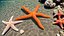 Red Starfish Lying Pose
