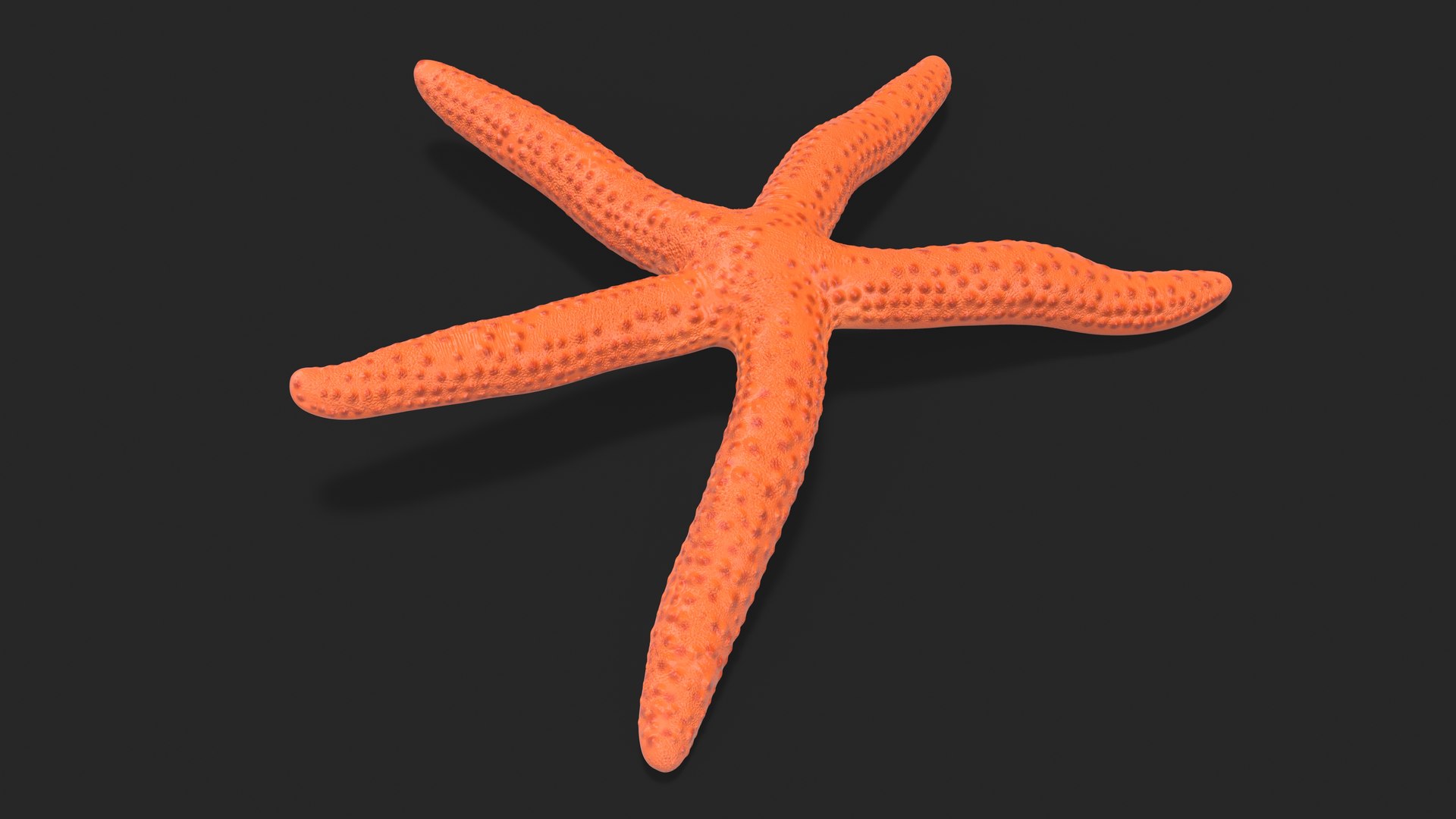 3D Red Starfish Lying Pose https://p.turbosquid.com/ts-thumb/Qq/jB3Ism/bu/redstarfishlyingposevray3dmodel004/jpg/1714593552/1920x1080/fit_q87/da599e95da31964cab940ca5ce8a1489d52c9b8b/redstarfishlyingposevray3dmodel004.jpg