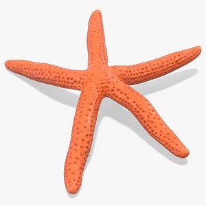 3D Red Starfish Lying Pose