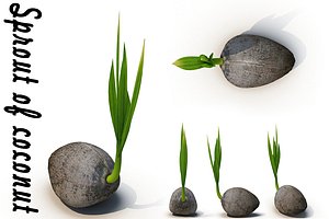 Sprout of coconut # 1