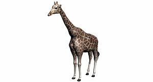 3d model giraffe