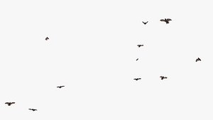 Many Flying Vultures Animated