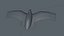Many Flying Vultures Animated