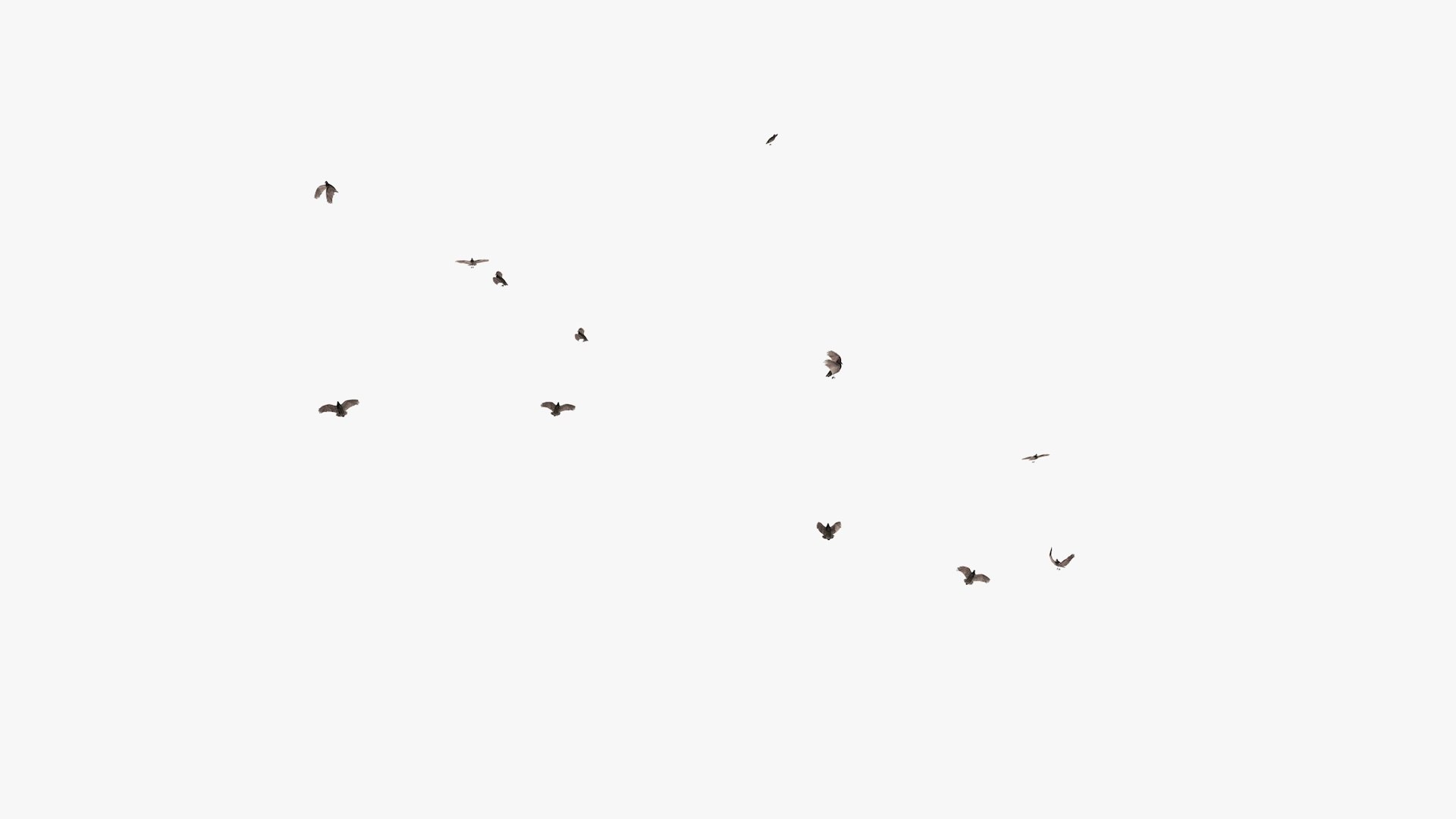 3D model group vultures flying https://p.turbosquid.com/ts-thumb/Qq/x5SXVW/AuXQhpjB/vulturesflyinggroup1_0007/jpg/1604328005/1920x1080/fit_q87/ccf66e58687483ad881f947a781e8c824da9295c/vulturesflyinggroup1_0007.jpg