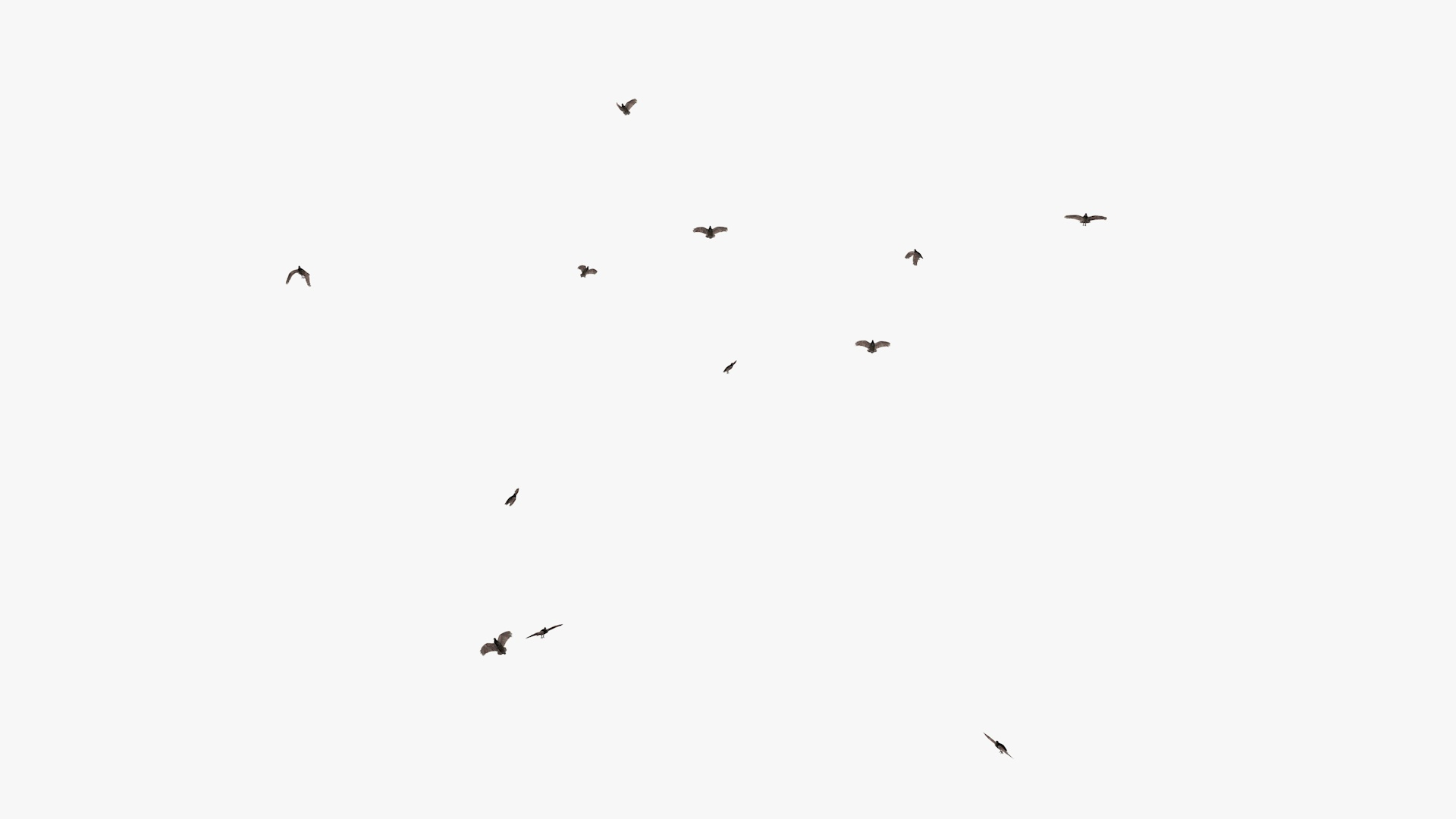 3D model group vultures flying https://p.turbosquid.com/ts-thumb/Qq/x5SXVW/BespH6LF/vulturesflyinganim3/jpg/1604328143/1920x1080/turn_fit_q99/15bf43855dc3f023d5762bc07d2ad08c2b1ca204/vulturesflyinganim3-1.jpg