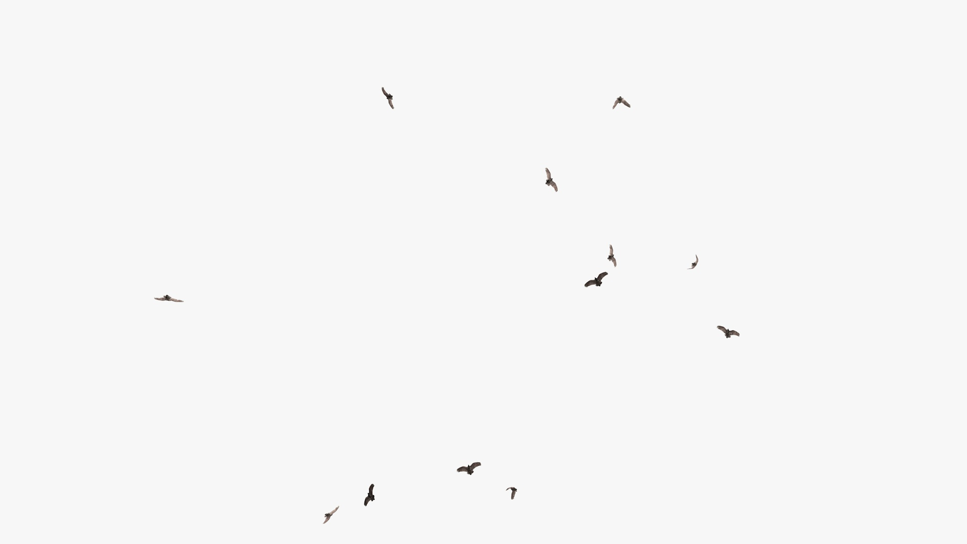 3D model group vultures flying https://p.turbosquid.com/ts-thumb/Qq/x5SXVW/JqBXRq27/vulturesflyinganim1/jpg/1604328106/1920x1080/turn_fit_q99/3c59ace67f5bb62ceedfc74816bf3ad180599b1a/vulturesflyinganim1-1.jpg