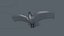 Many Flying Vultures Animated