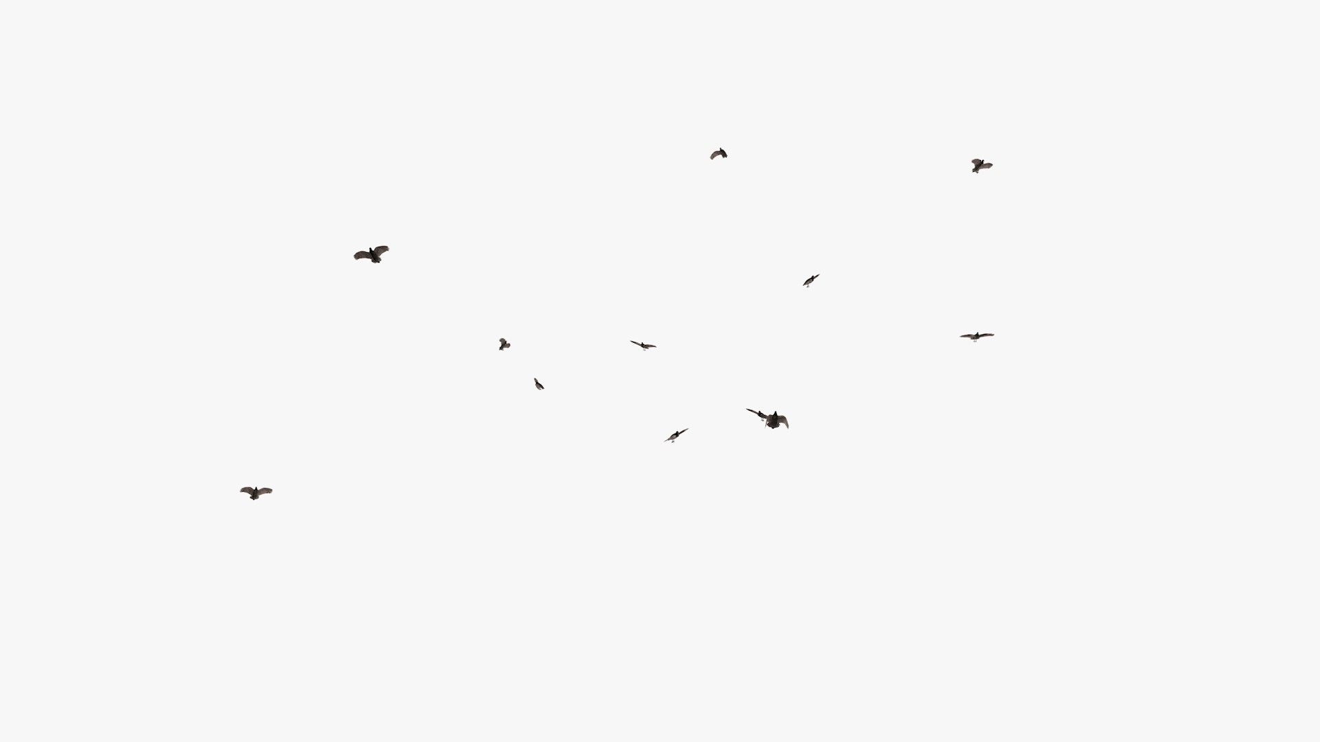 3D model group vultures flying https://p.turbosquid.com/ts-thumb/Qq/x5SXVW/bW0L8XUa/vulturesflyinggroup1_0002/jpg/1604328005/1920x1080/fit_q87/5b75561987af4f349fed8e86e9c9669d9aaa7f9d/vulturesflyinggroup1_0002.jpg