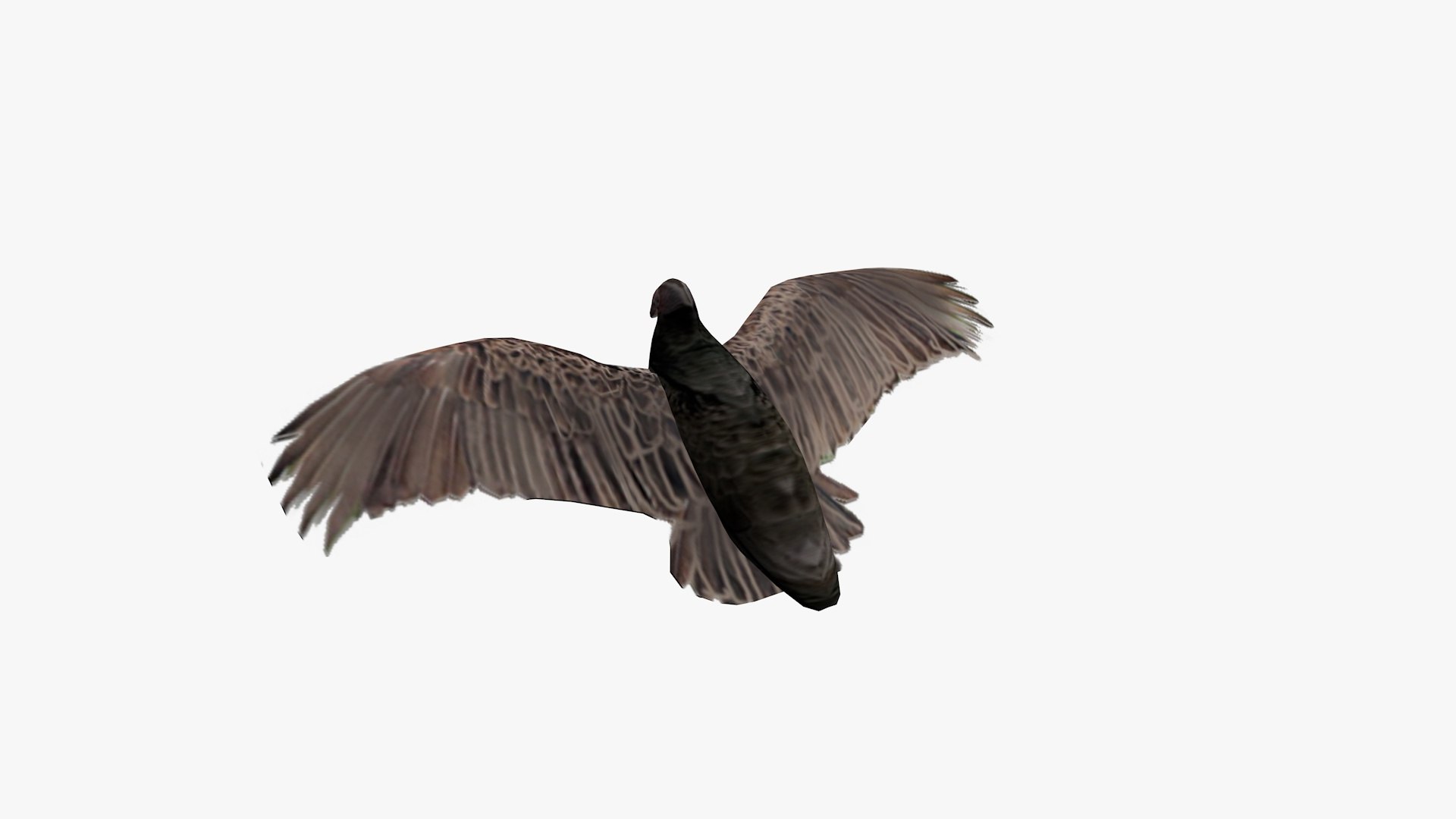 3D model group vultures flying https://p.turbosquid.com/ts-thumb/Qq/x5SXVW/tKeKXs6n/vulturesflyinggroup1a/jpg/1604328006/1920x1080/fit_q87/5b1ca9b6b30f527837754120d76e569f9d0cef46/vulturesflyinggroup1a.jpg