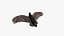 Many Flying Vultures Animated