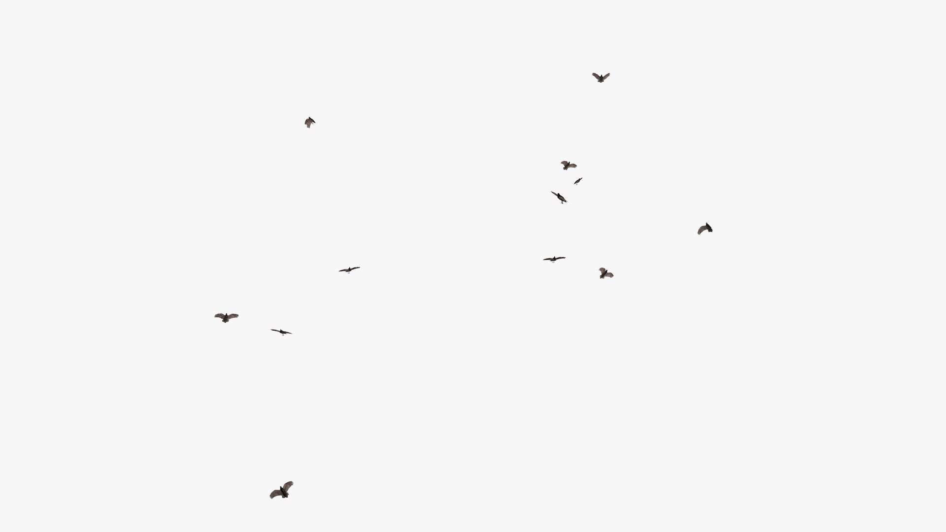 3D model group vultures flying https://p.turbosquid.com/ts-thumb/Qq/x5SXVW/u2PfINGU/vulturesflyinggroup1_0000/jpg/1604328005/1920x1080/fit_q87/9c262cc8c4beb2698b968567d1be1554e00a67e5/vulturesflyinggroup1_0000.jpg