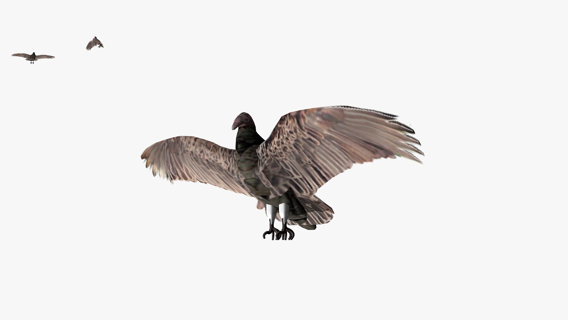 3D model group vultures flying https://p.turbosquid.com/ts-thumb/Qq/x5SXVW/wbxTDojQ/vulturesflyinggroup1b/jpg/1604328006/1920x1080/fit_q87/b9f763c501f4fab94f61f8bde6bc5b391a3b6452/vulturesflyinggroup1b.jpg