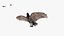 Many Flying Vultures Animated