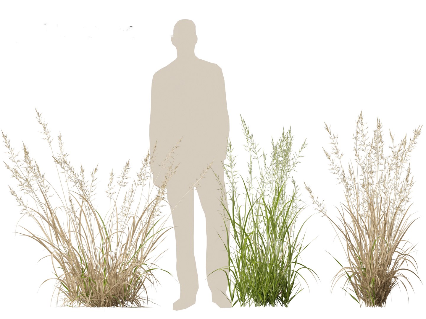 Arrhenatherum elatius - False oat-grass 01 model https://p.turbosquid.com/ts-thumb/Qr/BUSqap/0J/arrhenatherumelatius01_5/jpg/1692497334/1920x1080/fit_q87/91080fe7cc0a04f2d0f05d440f652d770bd5189e/arrhenatherumelatius01_5.jpg