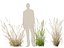 Arrhenatherum elatius - False oat-grass 01
