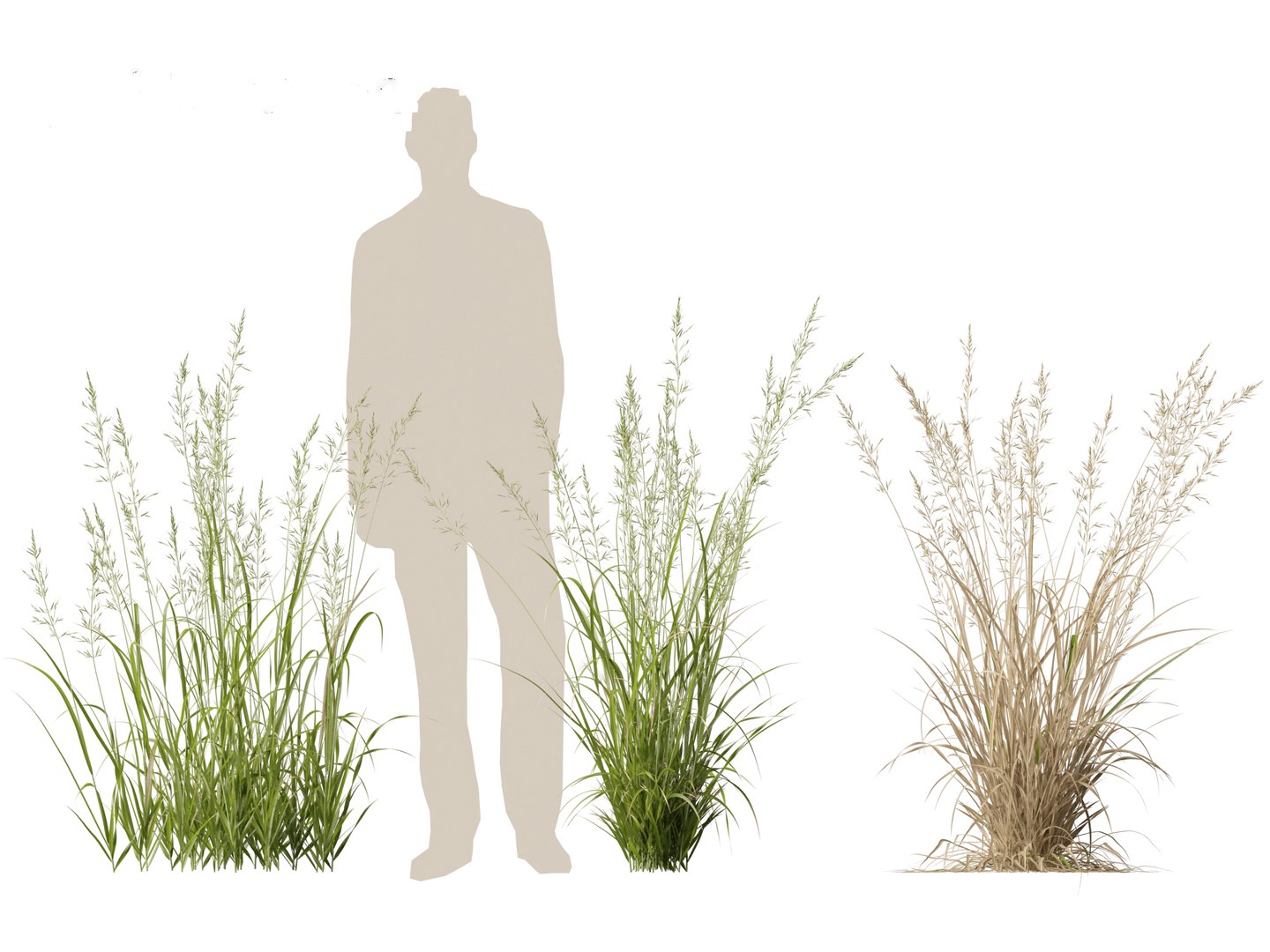 Arrhenatherum elatius - False oat-grass 01 model https://p.turbosquid.com/ts-thumb/Qr/BUSqap/48/arrhenatherumelatius01_3/jpg/1692497331/1920x1080/fit_q87/371e1ab19547204558417d1005f4a46055703da4/arrhenatherumelatius01_3.jpg