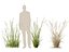 Arrhenatherum elatius - False oat-grass 01