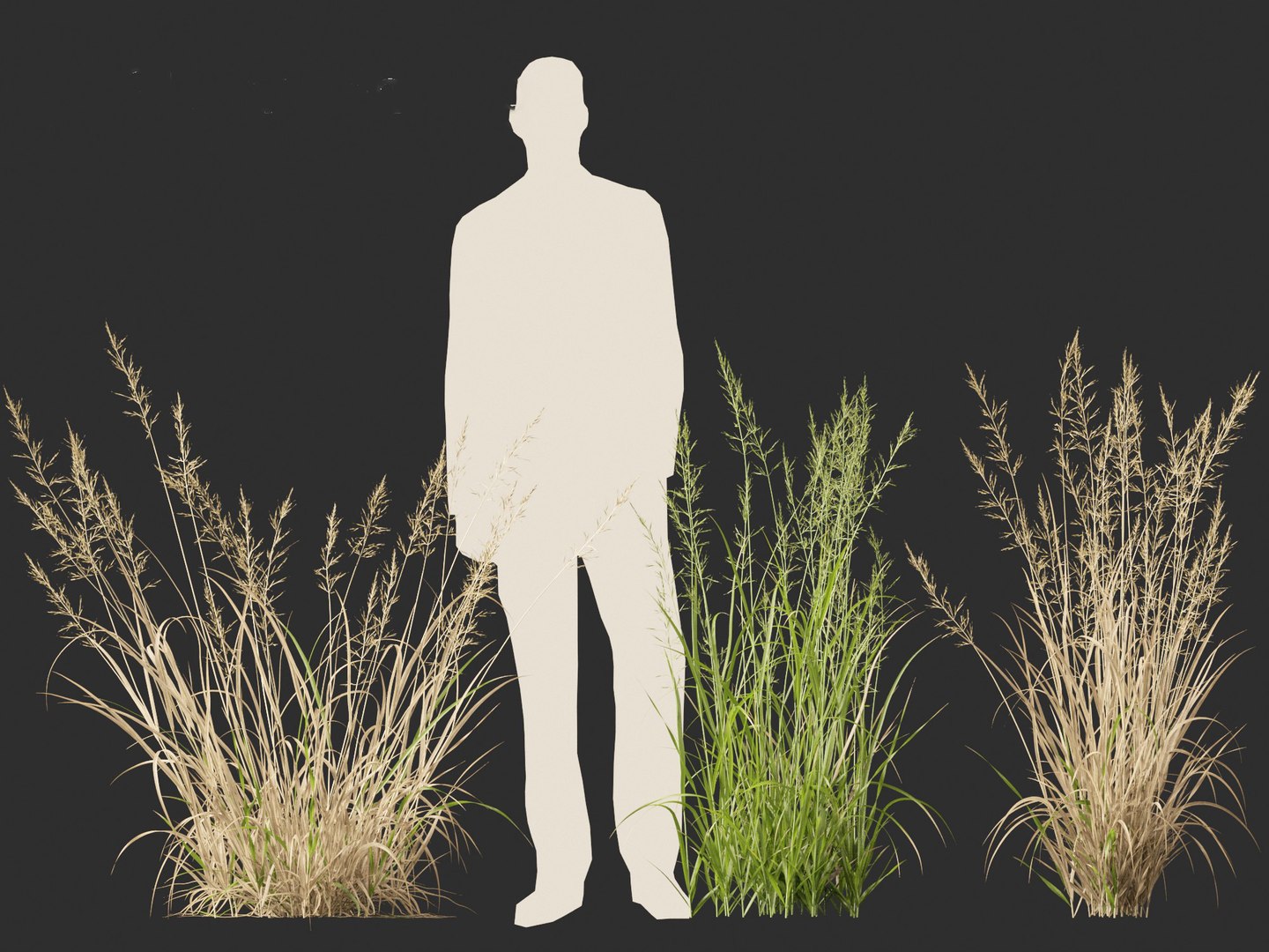 Arrhenatherum elatius - False oat-grass 01 model https://p.turbosquid.com/ts-thumb/Qr/BUSqap/8M/arrhenatherumelatius01_6/jpg/1692497335/1920x1080/fit_q87/c305b6078a485653320ee80923c55bf47e5bfdcf/arrhenatherumelatius01_6.jpg