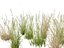 Arrhenatherum elatius - False oat-grass 01