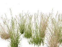 Arrhenatherum elatius - False oat-grass 01
