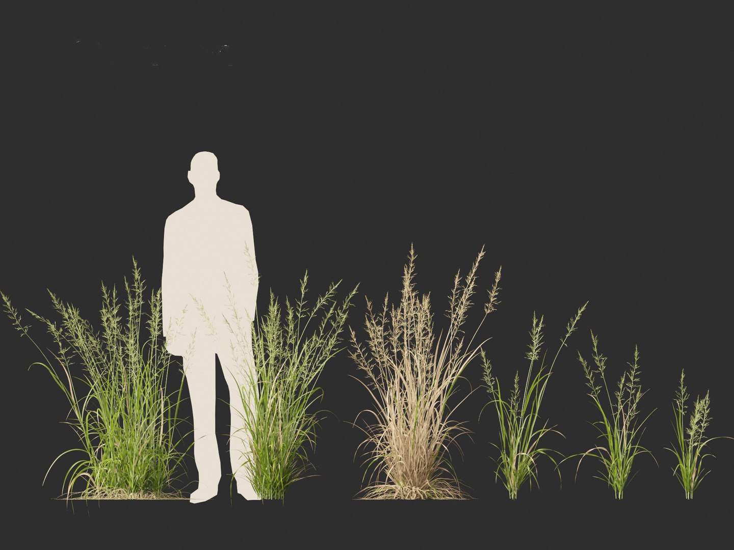 Arrhenatherum elatius - False oat-grass 01 model https://p.turbosquid.com/ts-thumb/Qr/BUSqap/RB/arrhenatherumelatius01_8/jpg/1692497329/1920x1080/fit_q87/3166b5fea4237b6335dde1b76fb4f0710d4dd4d8/arrhenatherumelatius01_8.jpg