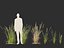 Arrhenatherum elatius - False oat-grass 01