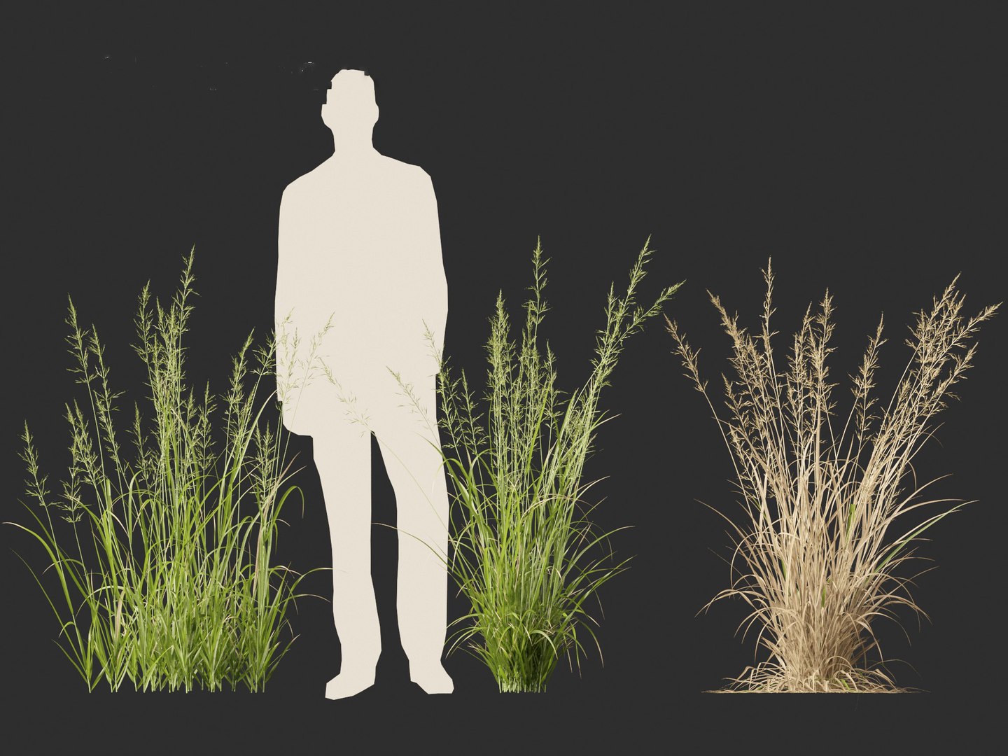 Arrhenatherum elatius - False oat-grass 01 model https://p.turbosquid.com/ts-thumb/Qr/BUSqap/TT/arrhenatherumelatius01_4/jpg/1692497332/1920x1080/fit_q87/f26b370204f453420d1ded0c861ac2e786e0cac7/arrhenatherumelatius01_4.jpg