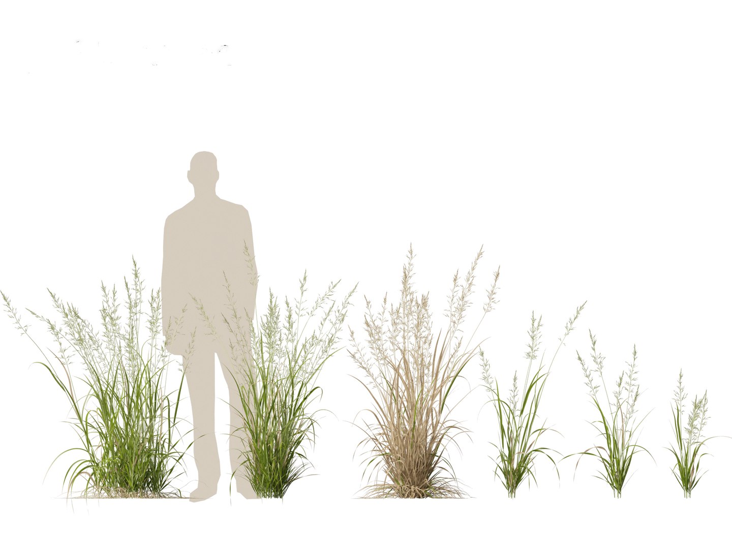 Arrhenatherum elatius - False oat-grass 01 model https://p.turbosquid.com/ts-thumb/Qr/BUSqap/sI/arrhenatherumelatius01_7/jpg/1692497336/1920x1080/fit_q87/6f9775a9937752aab60169a136ff12723e489f92/arrhenatherumelatius01_7.jpg