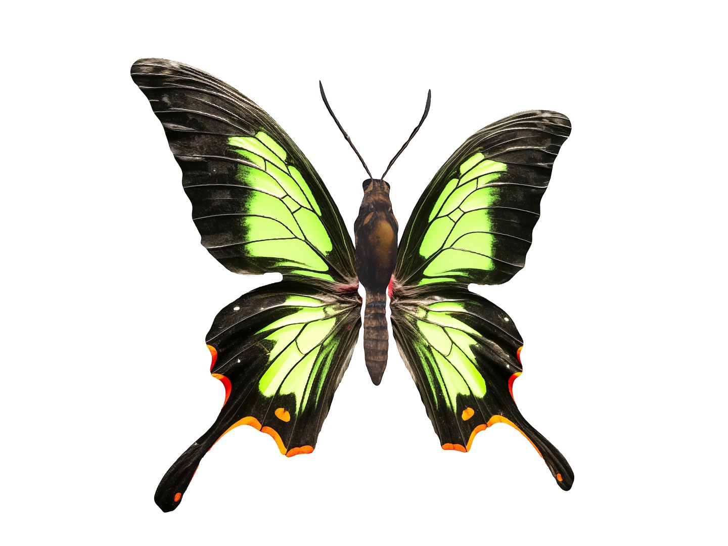 3D Butterflies Pack - TurboSquid 2151185
