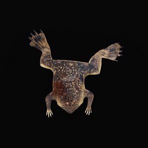 Surinam Toad