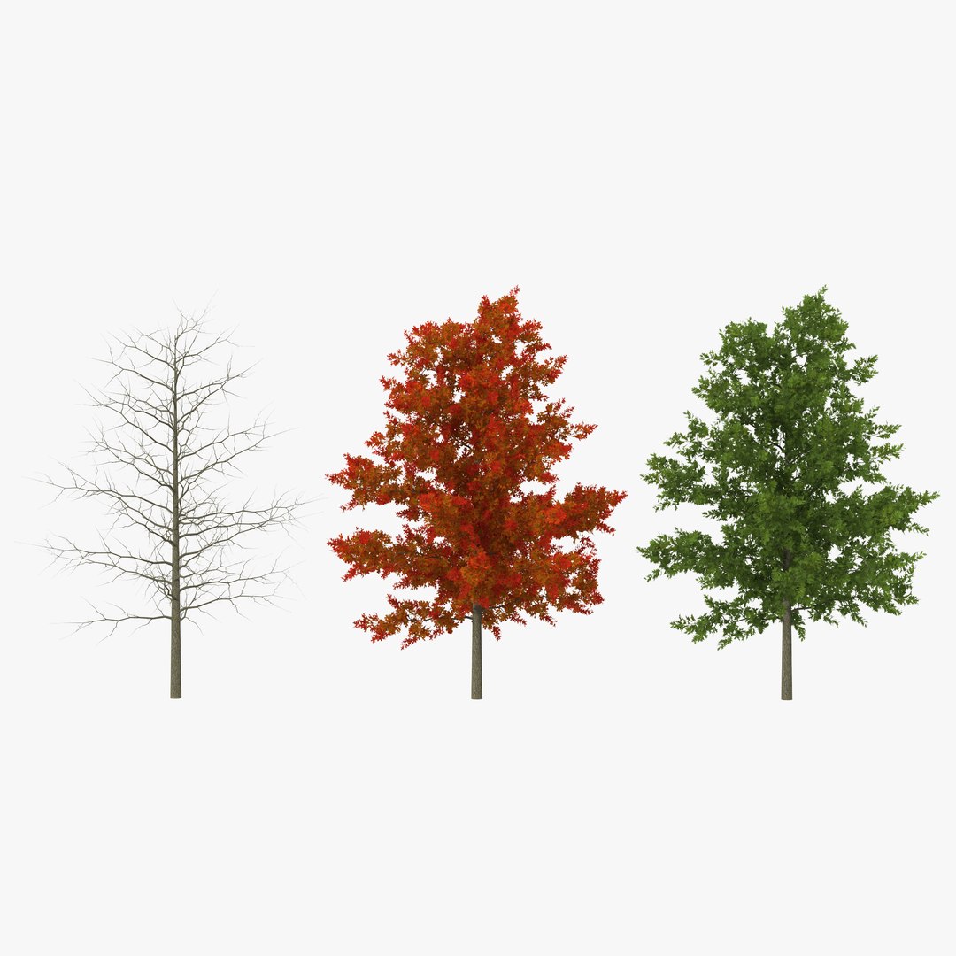 Red Oak Young Tree Collection 3D model preview