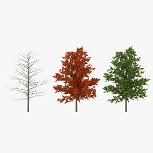 red oak young tree 3d max