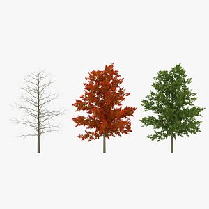 Red Oak Young Tree Collection