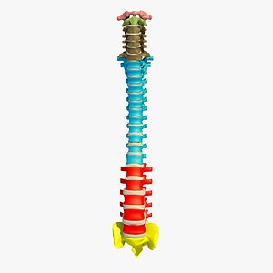 colour vertebrae anatomy human c4d