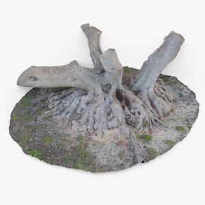 3D model Tree Stump Bulbous Roots