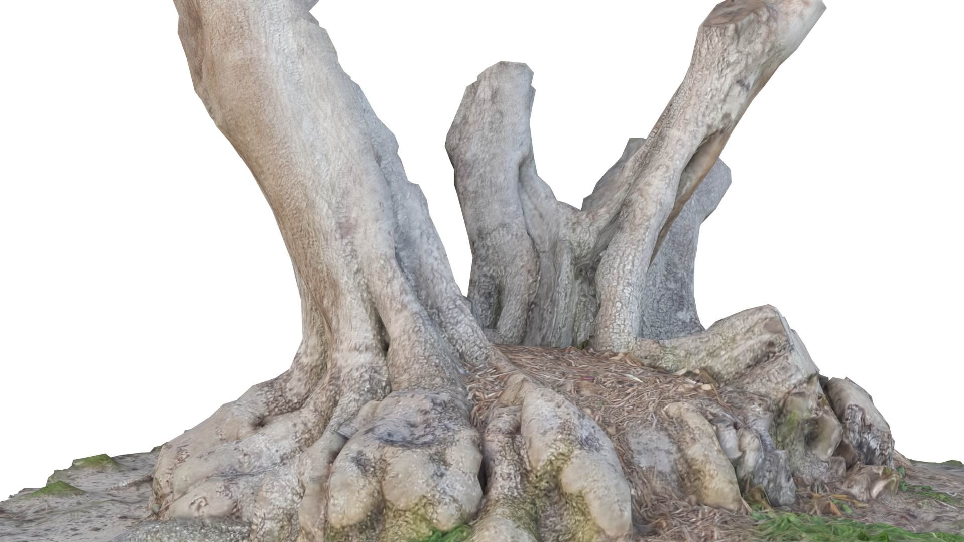 3D model Tree Stump Bulbous Roots https://p.turbosquid.com/ts-thumb/Qr/To4Zwt/Fd/treestumpbulbous6/jpg/1634634946/1920x1080/fit_q87/e65db6a9a738e4efc47c808dfb1ed90695b6193b/treestumpbulbous6.jpg